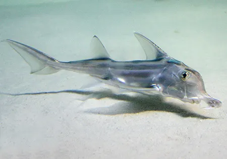 callorhinchus capensis