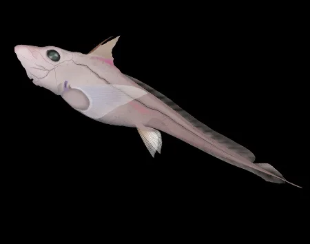 chimaera argiloba