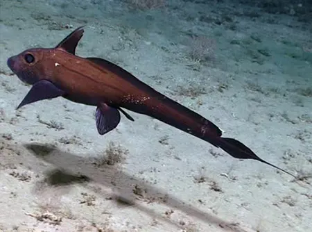 chimaera bahamaensis