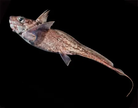 chimaera fulva
