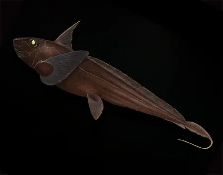 chimaera macrospina