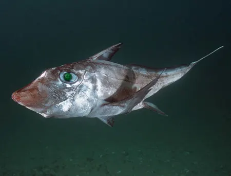 chimaera ogilbyi