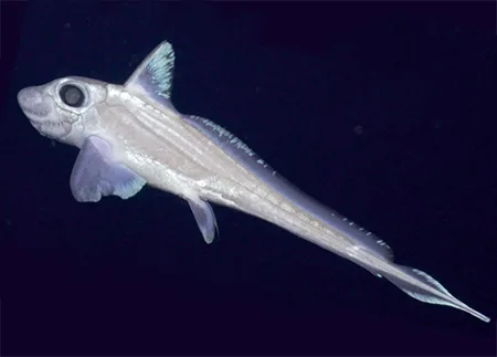 chimaera opalescens