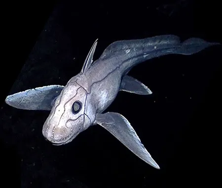 Shortnose Chimaeras