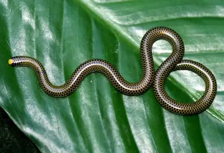 epictia antoniogarciai