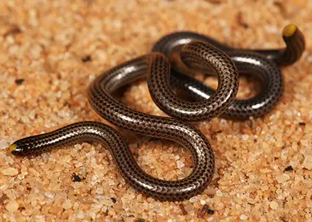 epictia borapeliotes