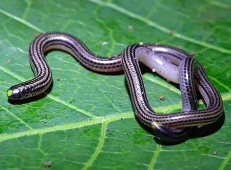 epictia clinorostris