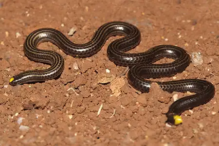 epictia magnamaculata