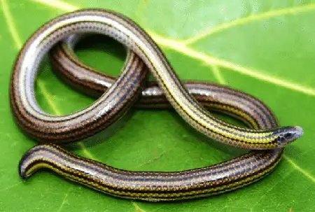 epictia septemlineata