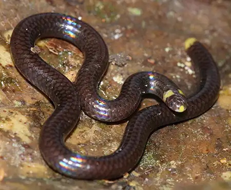 habrophallos collaris