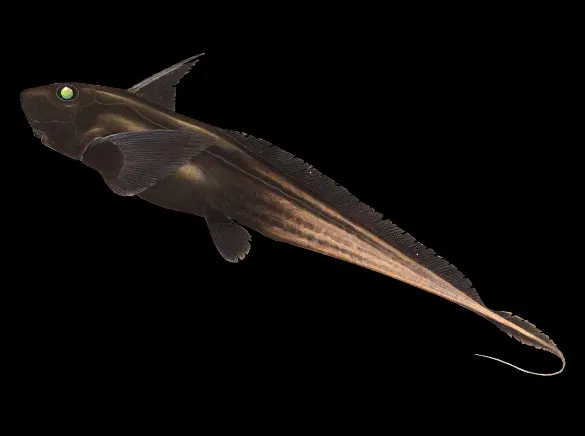 hydrolagus homonycteris