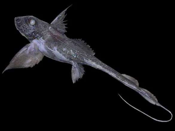 hydrolagus macrophthalmus