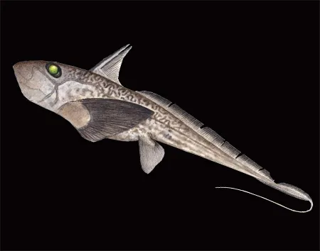 hydrolagus marmoratus