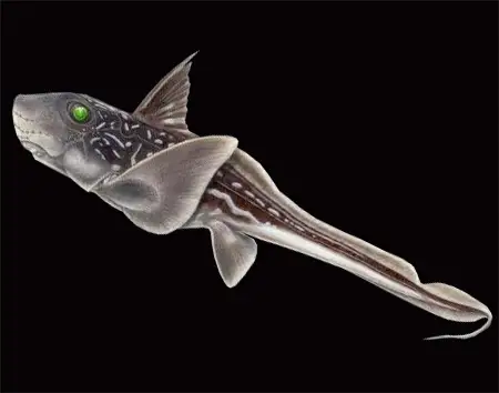 hydrolagus mccoskeri