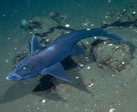 hydrolagus melanophasma