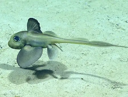 hydrolagus mirabilis