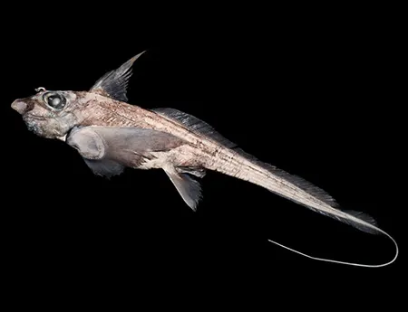 hydrolagus mitsukurii