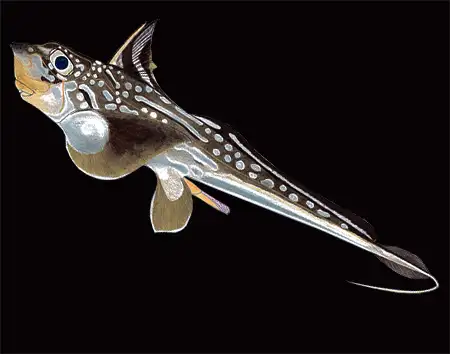 hydrolagus novaezealandia