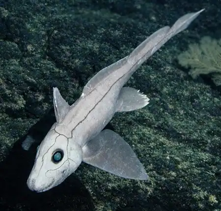 hydrolagus purpurescens