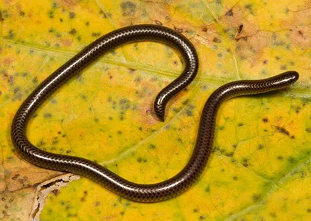 leptotyphlops conjunctus