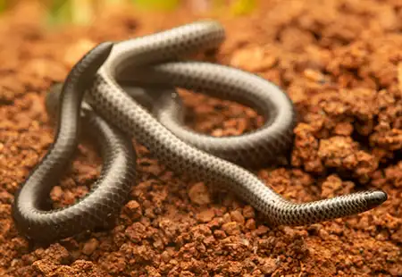 leptotyphlops distanti