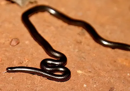 leptotyphlops emini