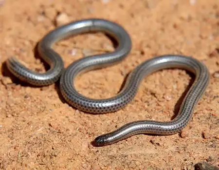 leptotyphlops incognitus