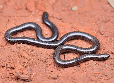 leptotyphlops jacobseni