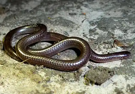 leptotyphlops kafubi