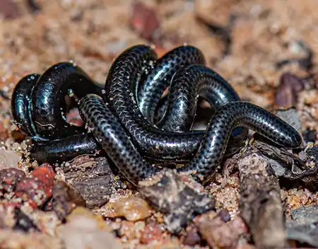 leptotyphlops macrops