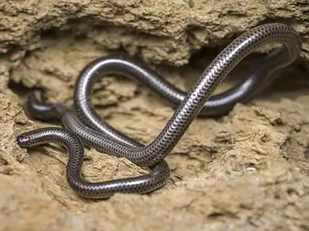 leptotyphlops merkeri