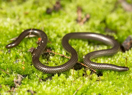 leptotyphlops nigricans