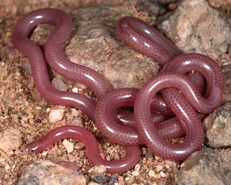 myriopholis algeriensis