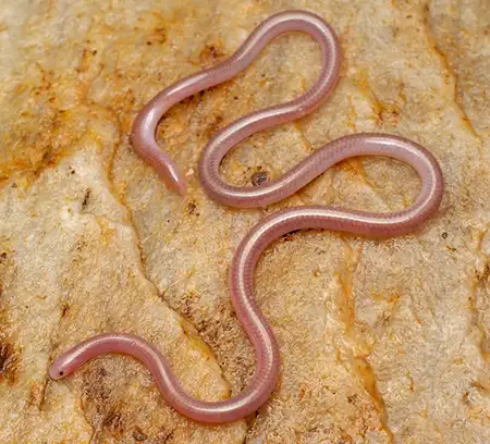 myriopholis blanfordi