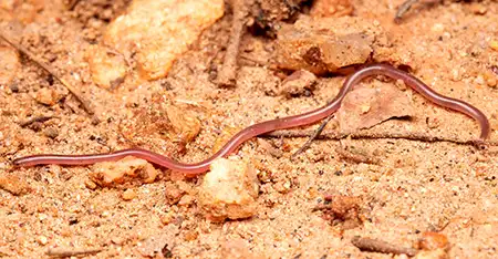 myriopholis ionidesi