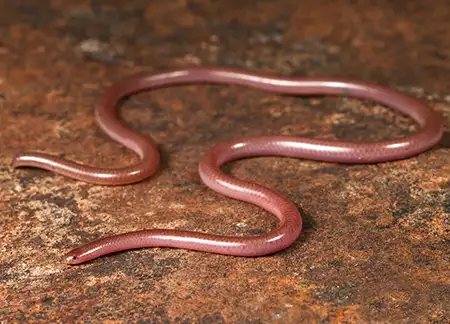 myriopholis longicauda