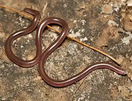 myriopholis macrorhyncha