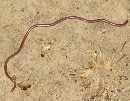 myriopholis narirostris