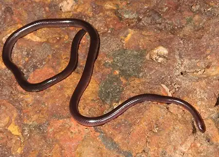 myriopholis rouxestevae