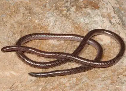 namibiana latifrons