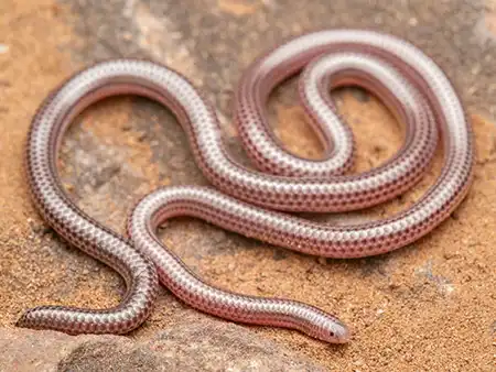 namibiana occidentalis