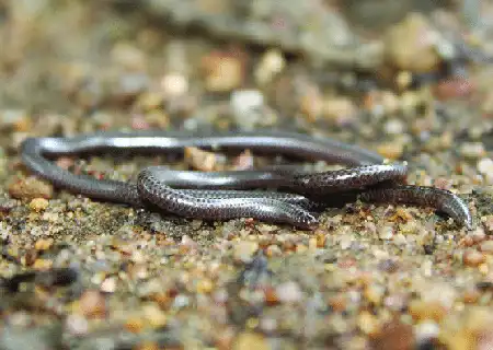 namibiana rostrata