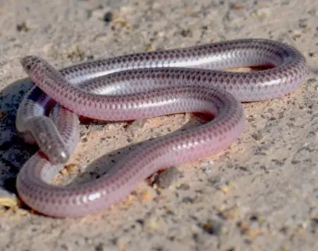 siagonodon borrichianus