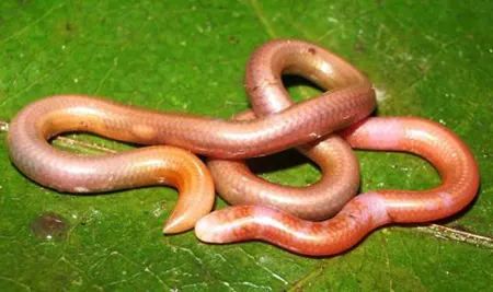 siagonodon cupinensis