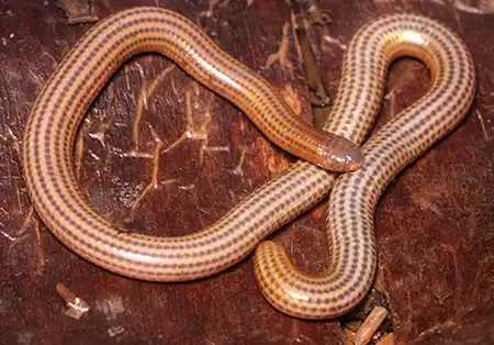 siagonodon septemstriatus