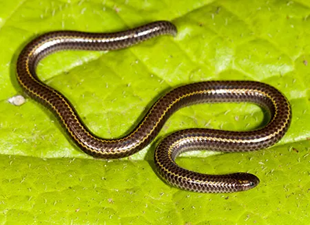 tetracheilostoma bilineatum