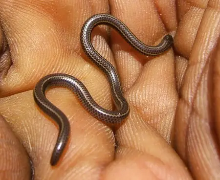 tetracheilostoma breuili