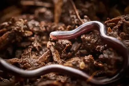 tetracheilostoma carlae