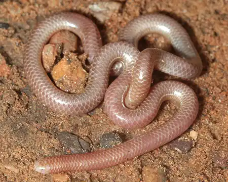 tricheilostoma bicolor