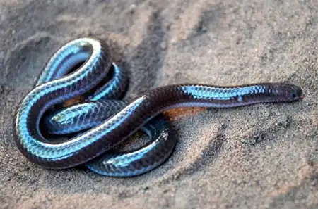 trilepida acutirostris